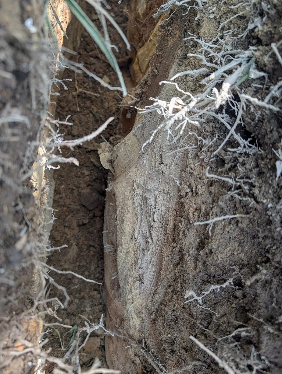 Sandstone exposed in the trench