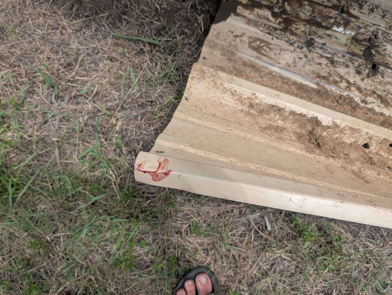 Torn sheet of corrugated metal panel lying in the grass with a jagged edge